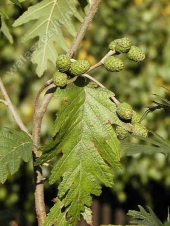Alnus incana 'Laciniata' 